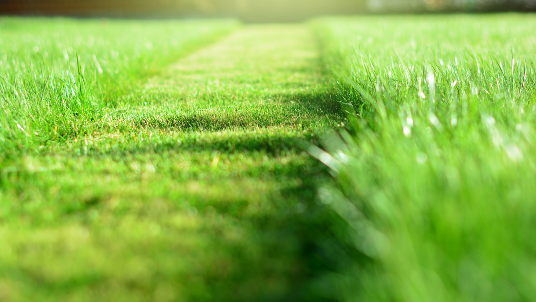 Hva er egentlig optimal klippelengde på plenen?