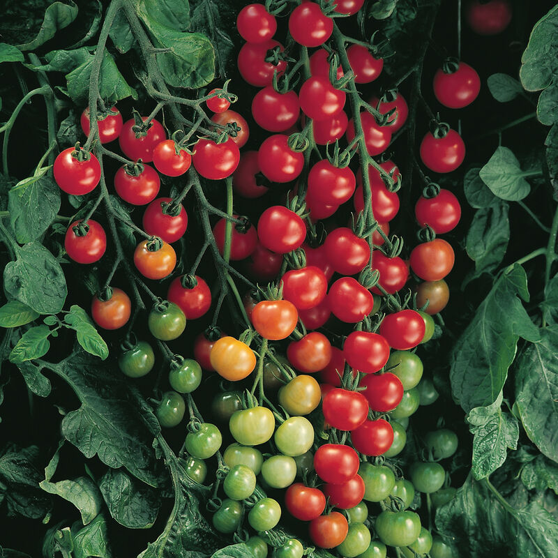 Cherrytomat 'Supersweet 100' F1