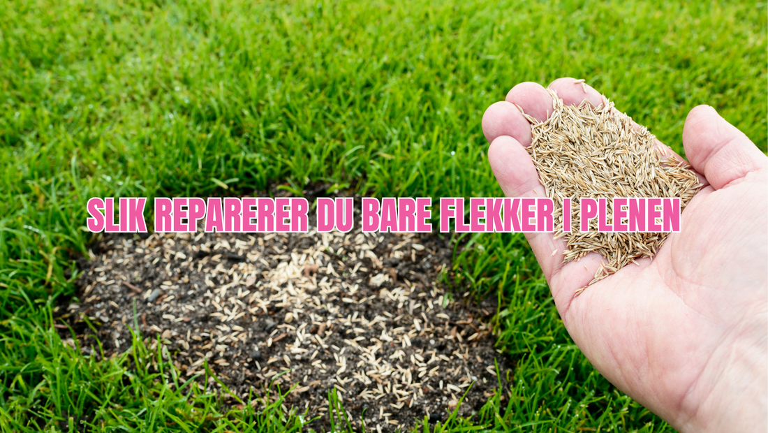 Skadede og bare områder i plenen?