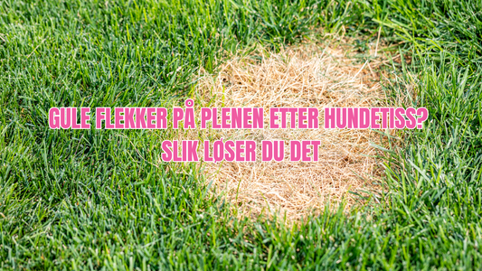 Hundetiss på plenen – slik redder du gresset fra gule flekker