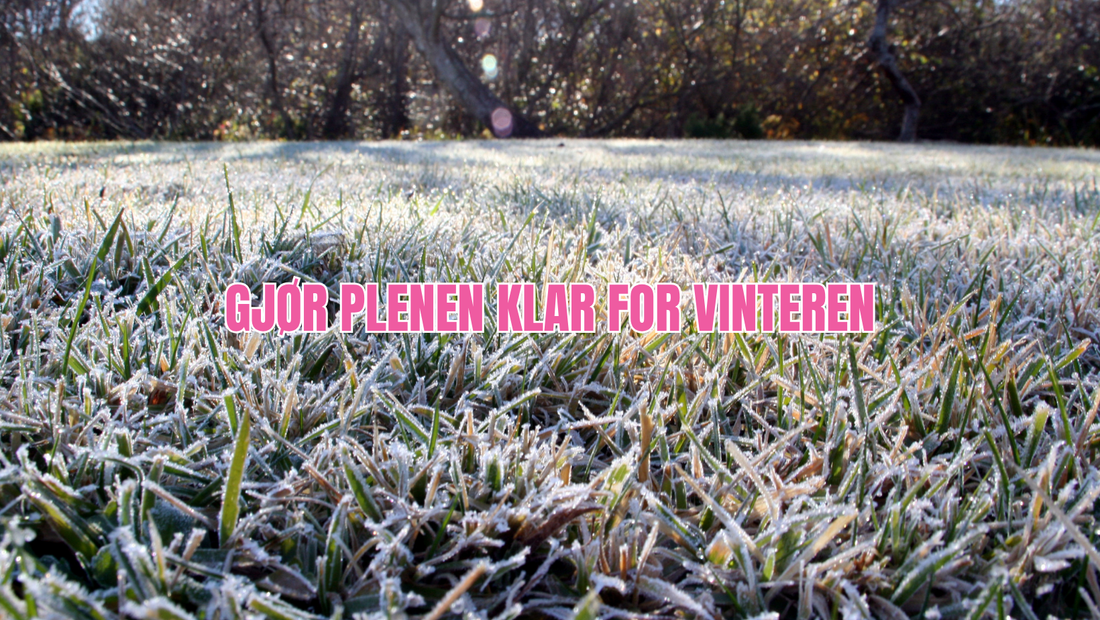 Vinterklargjøring av plen