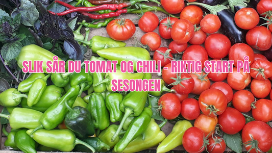 Klargjør tomat- og chilisesongen: såplan og stell for en rik avling