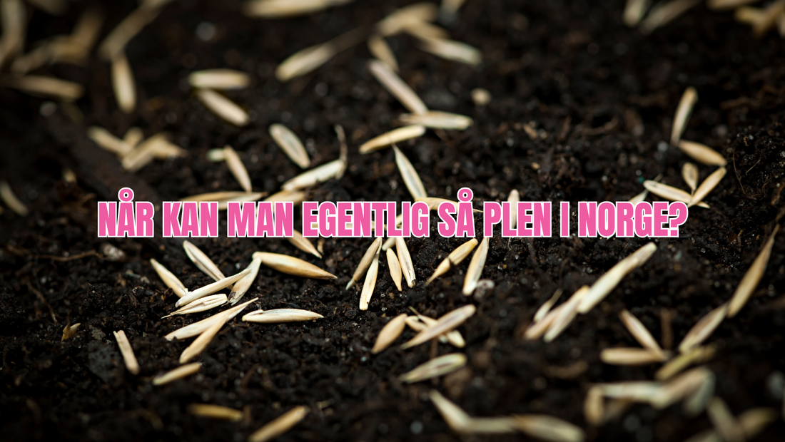 Når og hvordan så gressfrø i Norge – regionvis guide for sør, nord, kyst og innland