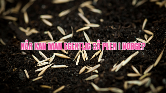 Når og hvordan så gressfrø i Norge – regionvis guide for sør, nord, kyst og innland