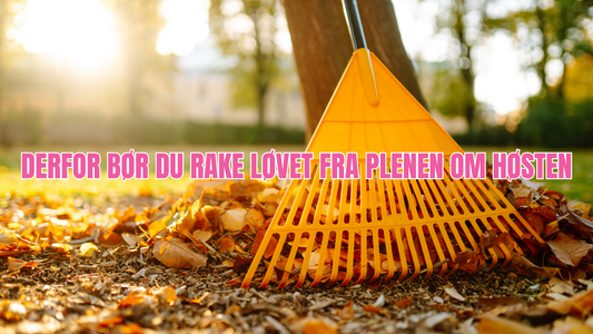 Skal du rake løvet om høsten – eller la det ligge?