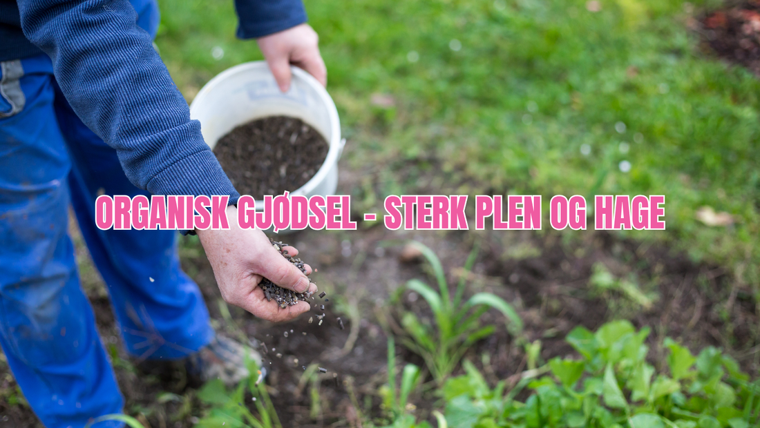 Hvordan gjødsle plenen og hagen organisk?