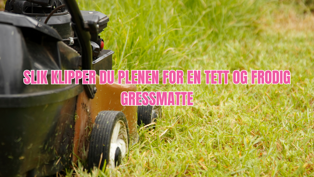 Klippefrekvens for å få en tett og frodig gressplen?