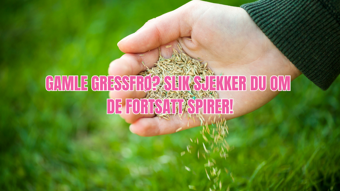 Kan man bruke gamle gressfrø? Dette kan være lurt å vite om holdbarhet på gressfrø