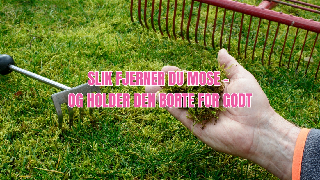 Fjerne mose i plenen – Slik får du en sunn og grønn plen