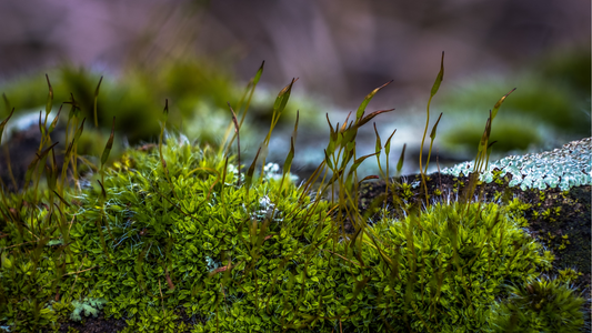 Mose i plenen? Hvordan bli kvitt den og hvorfor kommer den?