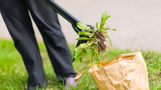 Hvordan bli kvitt ugress i plenen?