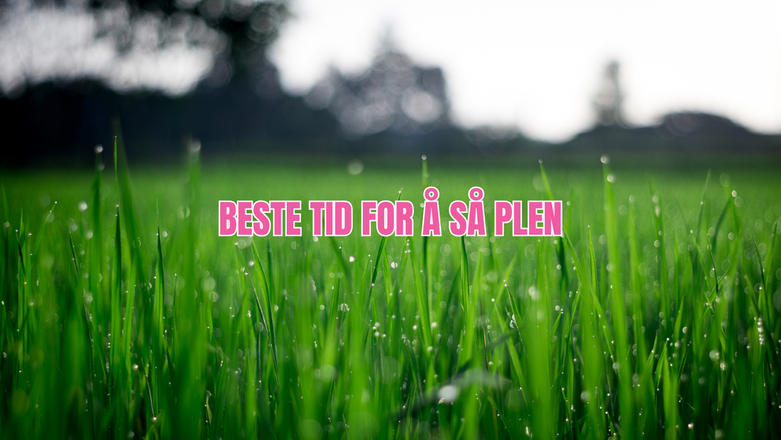 Beste tiden for å så plen?