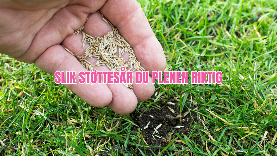 Støttesåing - Slik får du en pen og tett plen