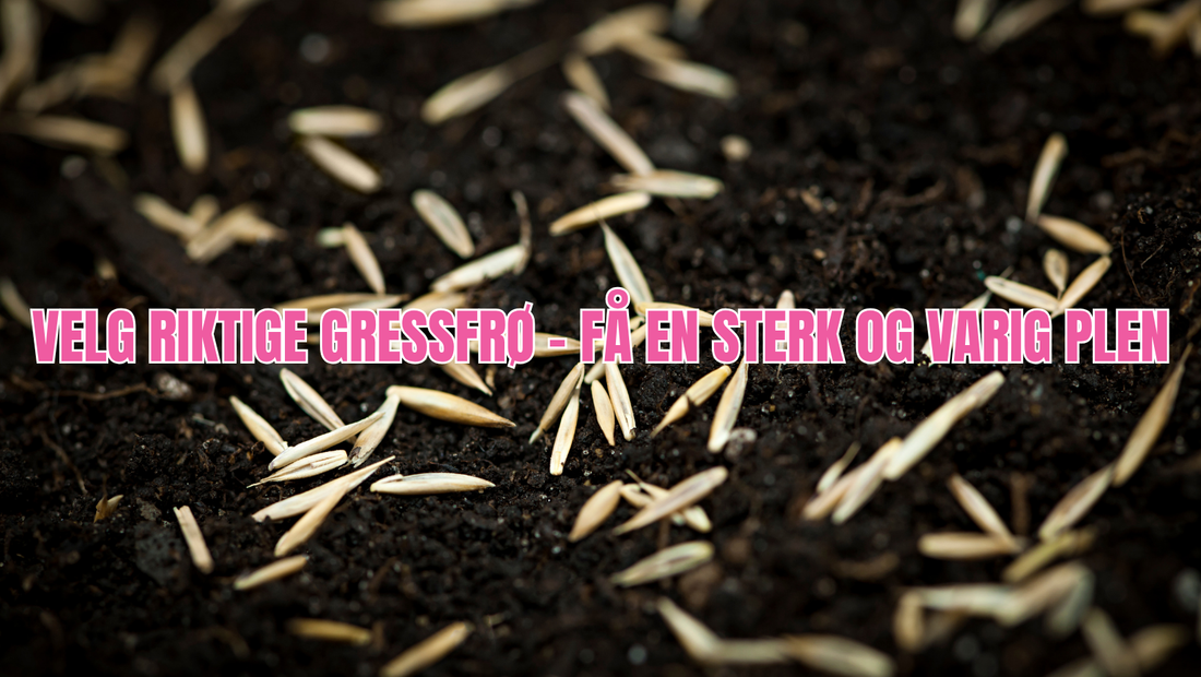 Beste gressfrø for plen i Norge – Slik velger du riktig blanding