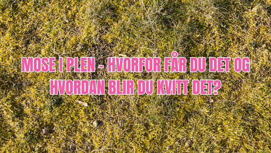 Mose i plen – hvorfor får du det og hvordan blir du kvitt det?