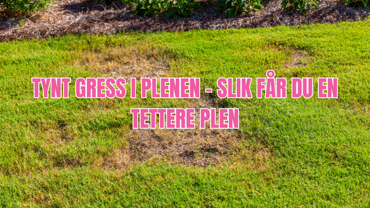 Tynt gress i plenen – slik får du en tettere plen