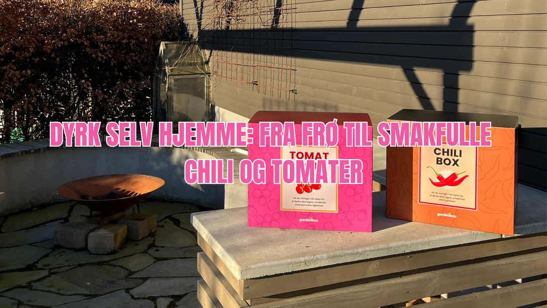 Dyrk chili og tomater enkelt hjemme