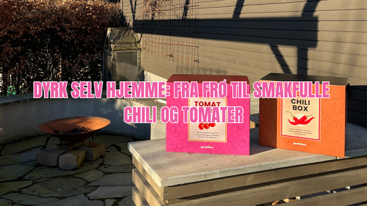 Dyrk chili og tomater enkelt hjemme