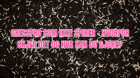 Gressfrø som ikke spirer – hvorfor skjer det og hva kan du gjøre?