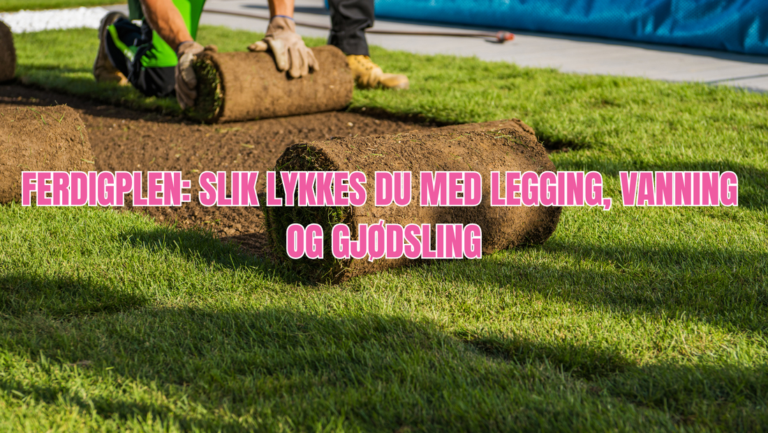 Slik lykkes du med ferdigplen – grunnarbeid, vanning og gjødsling