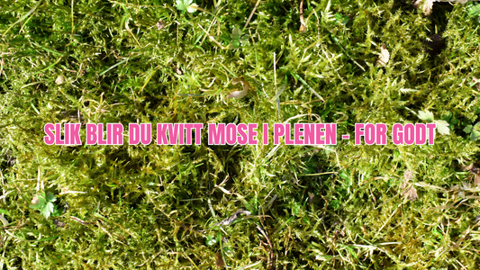 Mose i plenen: årsaker, forebygging og effektive løsninger