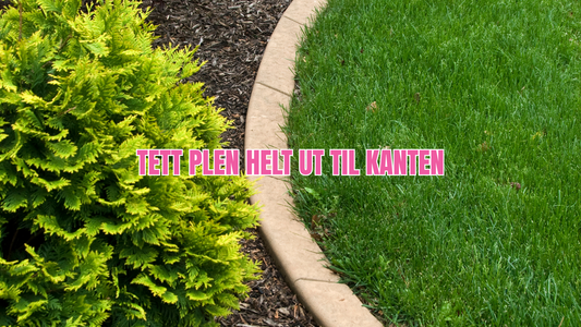 Slik lykkes du med støttesåing inntil hekk og hagekanter