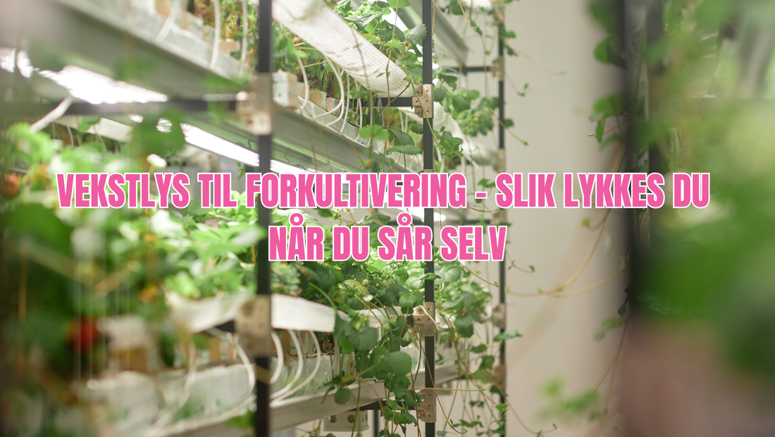 Vekstlys til forkultivering – slik lykkes du når du sår selv