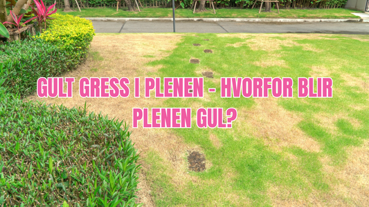 Gult gress i plenen – hvorfor blir plenen gul?