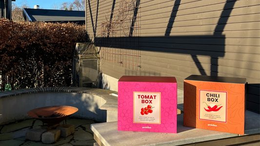 Dyrk chili og tomater enkelt hjemme
