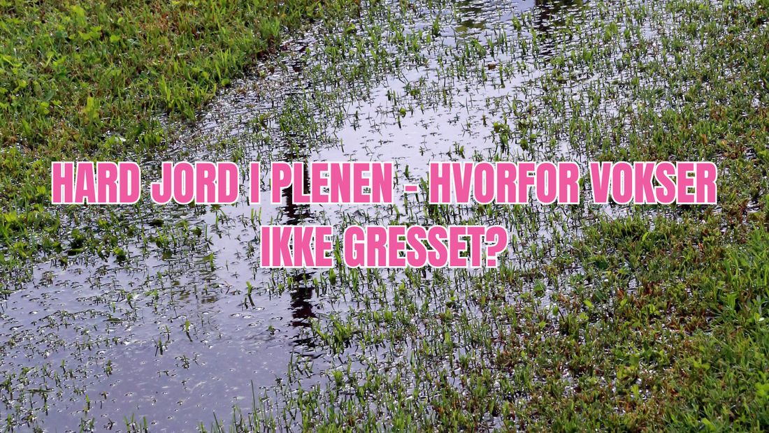 Hard jord i plenen – hvorfor vokser ikke gresset?