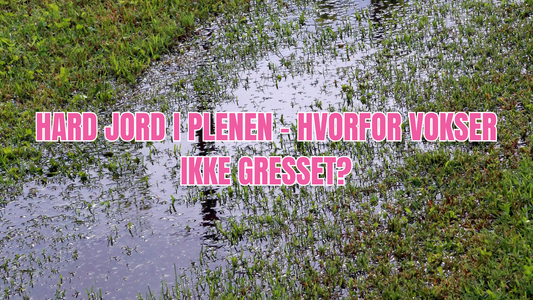 Hard jord i plenen – hvorfor vokser ikke gresset?
