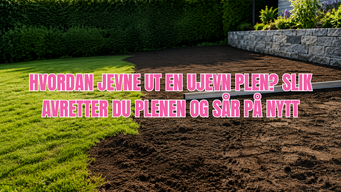 Hvordan jevne ut en ujevn plen? Slik avretter du plenen og sår på nytt