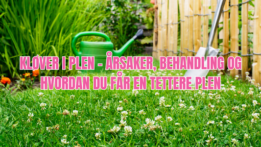 Kløver i plen – årsaker, behandling og hvordan du får en tettere plen
