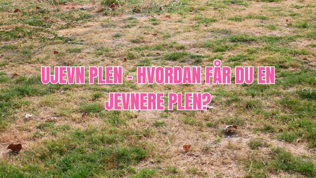 Ujevn plen – hvordan får du en jevnere plen?