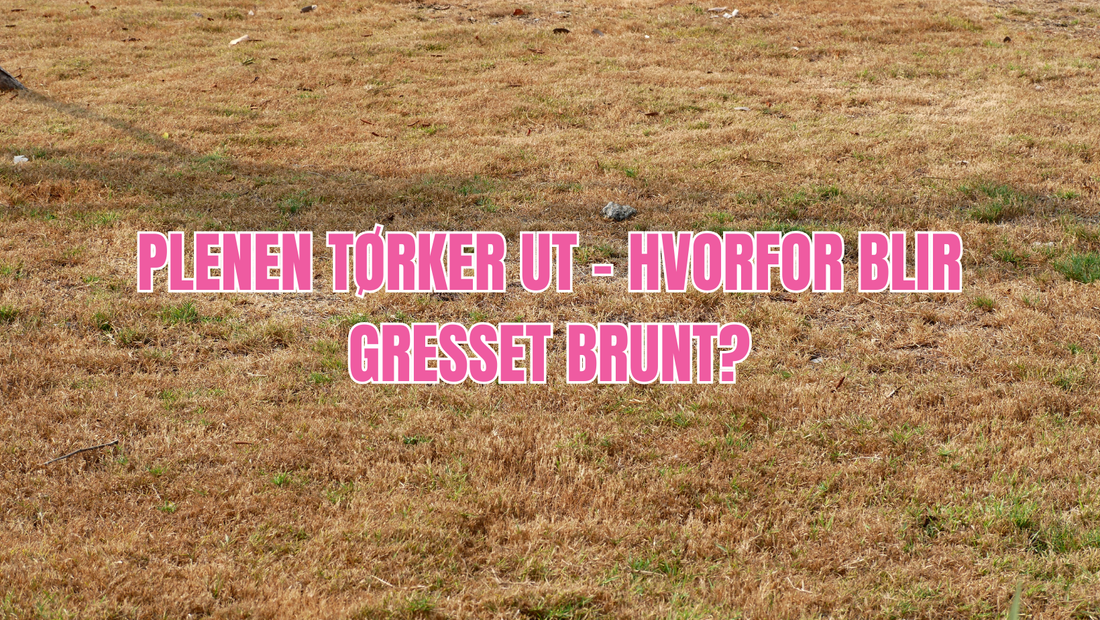 Plenen tørker ut – hvorfor blir gresset brunt?