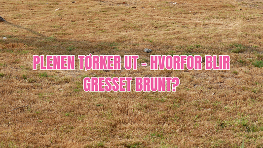 Plenen tørker ut – hvorfor blir gresset brunt?