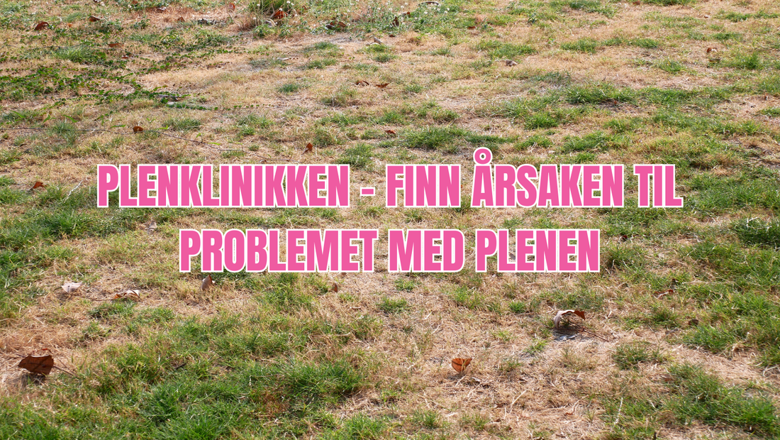 Plenklinikken – finn årsaken til problemet med plenen