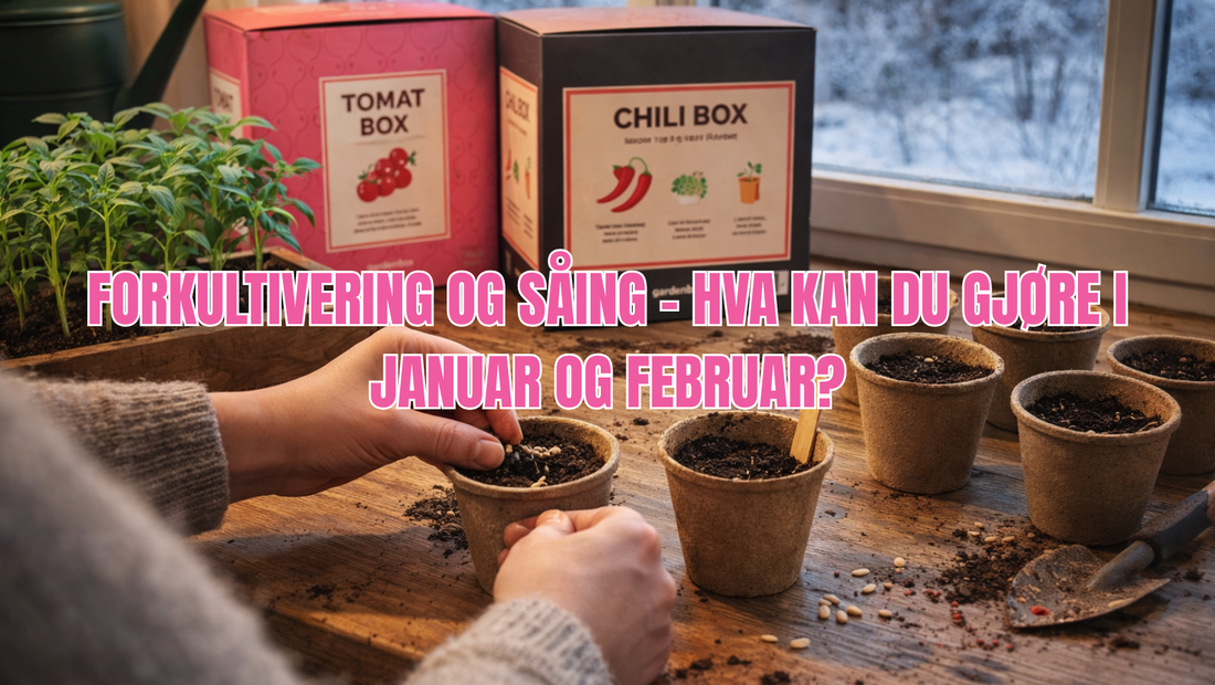 Forkultivering og såing – hva kan du gjøre i januar og februar?