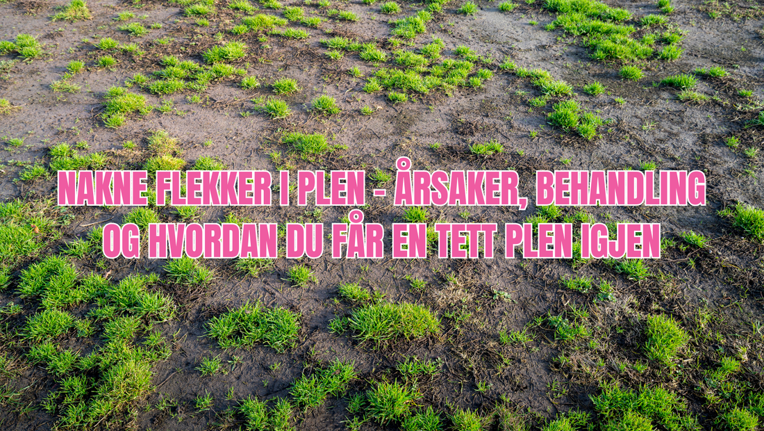 Nakne flekker i plen – årsaker, behandling og hvordan du får en tett plen igjen