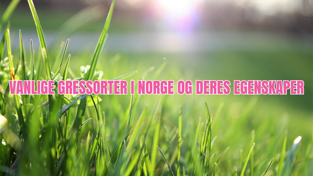 Vanlige gressorter i Norge