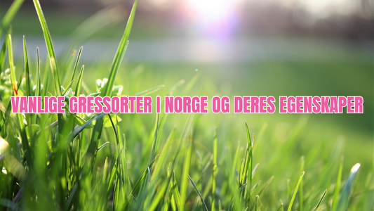 Vanlige gressorter i Norge