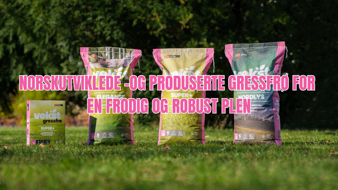 Vekst gressfrø – Norskutviklede gressfrø til en frodig og robust plen