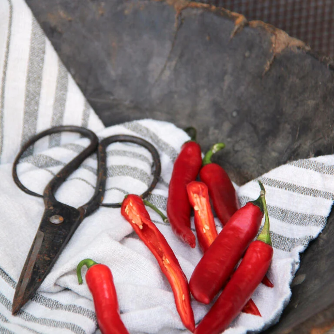 Chilipepper 'Hyper' F1